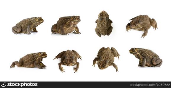 Group of toad(Bufonidae) isolated on a white background. Amphibian. Animal.