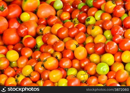 Group of tomatoes