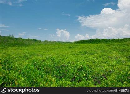 Group of tree background with sunny day blue sky white clouds, landscape nature green trees outdoor, ECO environment