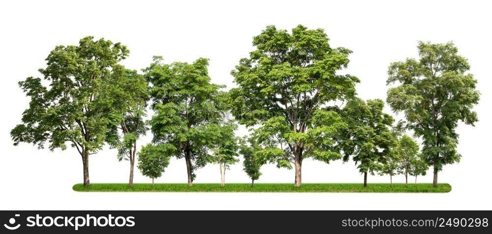 group of tree with green grass isolate on white background