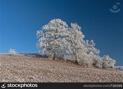 group of trees covered in frost in winter