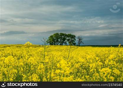 Group of trees in the rape field and evening sky, Czulczyce, Poland