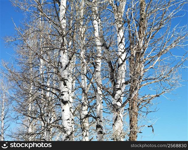 Group of trees with blue sky in background.