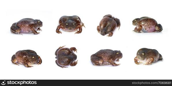 Group of Truncate-snouted burrowing frog or Balloon frog (Glyphoglossus molossus) isolated on a white background. Amphibian. Animal.