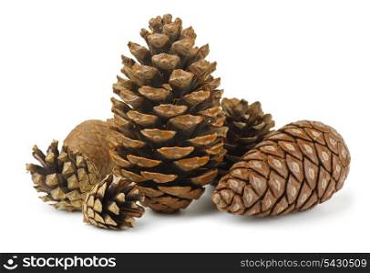 Group of various conifer cones isolated on white