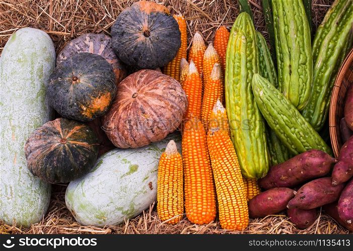 group of vegetables and fruits from organic farm, corn cob, pumpkin, winter melon, sweet potato and bitter gourd.