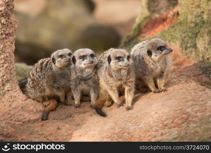 Group of watchful meerkats on the termitary. Animals in Africa