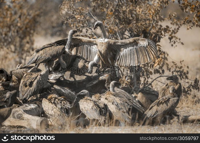 Group of White backed Vultures fighting on giraffe&rsquo;s carcass in Kruger National park, South Africa ; Specie Gyps africanus family of Accipitridae. White backed Vulture in Kruger National park, South Africa