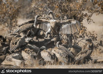 Group of White backed Vultures fighting on giraffe&rsquo;s carcass in Kruger National park, South Africa ; Specie Gyps africanus family of Accipitridae. White backed Vulture in Kruger National park, South Africa