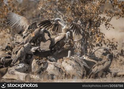 Group of White backed Vultures fighting on giraffe&rsquo;s carcass in Kruger National park, South Africa ; Specie Gyps africanus family of Accipitridae. White backed Vulture in Kruger National park, South Africa