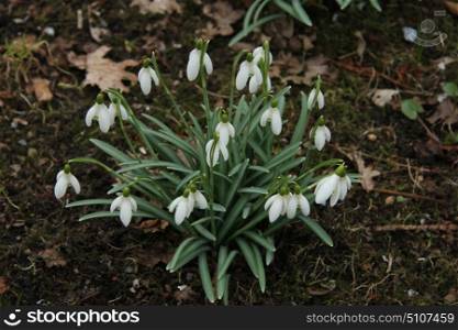 Group of white common snowdrops