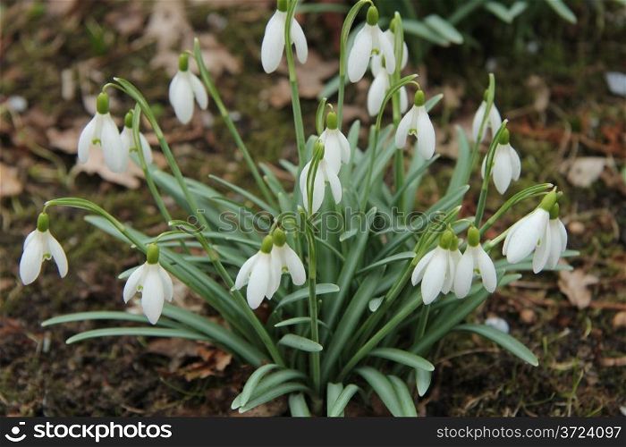 Group of white common snowdrops in early spring