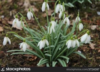 Group of white common snowdrops in early spring