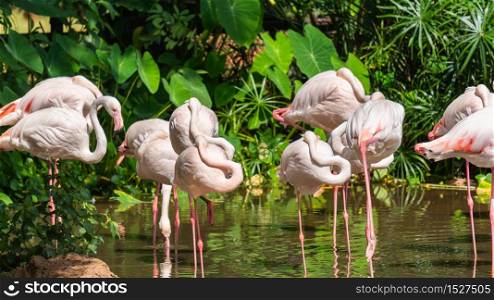 Group of white flamingos standing in a pond with a green tree background