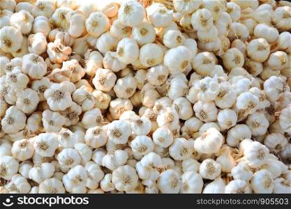 Group of white garlic stacks texure background