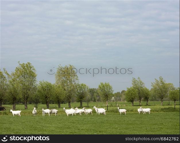 group of white goats in green grassy dutch meadow with willows in the background in the netherlands near breukelen and utrecht
