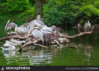 group of white Pelicans. Pelican nest