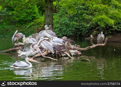 group of white Pelicans. Pelican nest