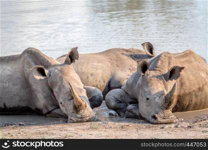 Group of White rhinos laying in the water, South Africa.