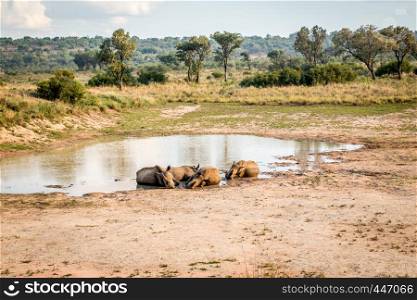Group of White rhinos laying in the water, South Africa.