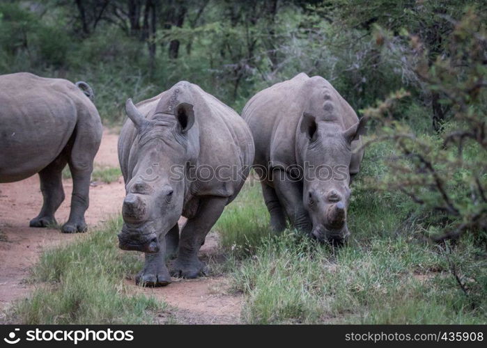 Group of White rhinos standing in the middle of the road in South Africa.