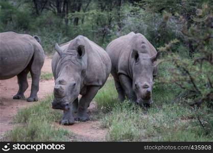 Group of White rhinos standing in the middle of the road in South Africa.
