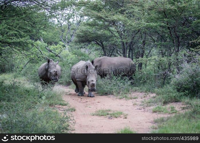Group of White rhinos standing in the middle of the road in South Africa.