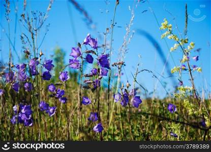 Group of wild bellflowers in a summer meadow