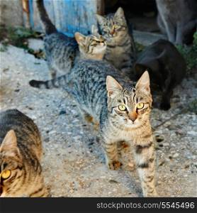 Group of wild black, gray stripped cats