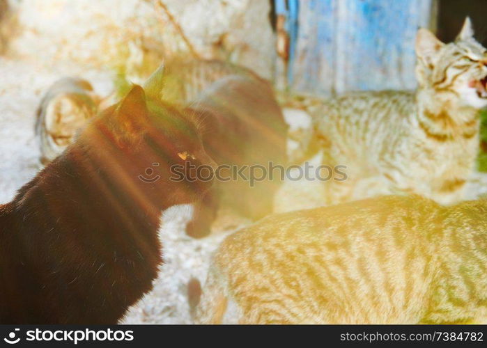 Group of wild black, gray stripped cats