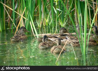 Group of wild ducks swimming in the water between the reeds, summer day