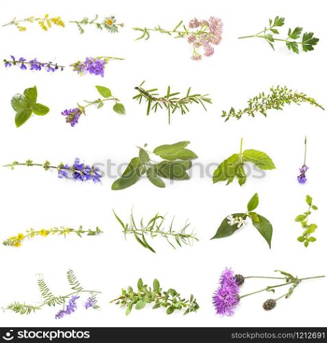group of wild plants in front of white background