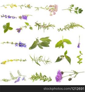 group of wild plants in front of white background