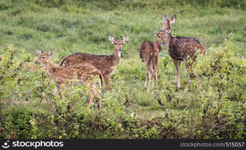 Group of wild spotted deer standing in meadow, Kerala, India
