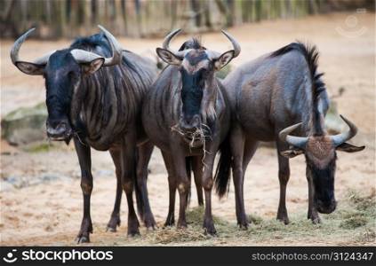 Group of wildebeests: animal life in Africa. Mammals