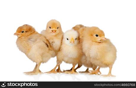 Group of yellow chickens isolated on a white background