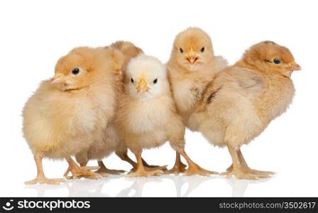 Group of yellow chickens isolated on white background