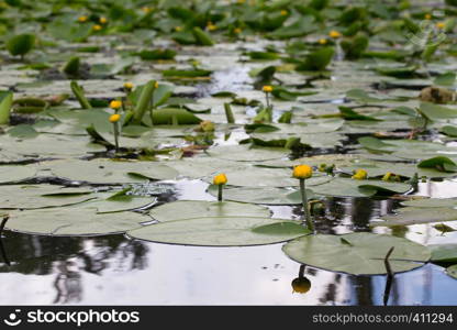 group of yellow water liles at the water