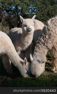 Group of young alpacas