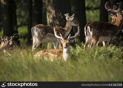 Group of young Fallow Deer stags and bucks in countryside landscape