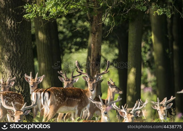 Group of young Fallow Deer stags and bucks in countryside landscape