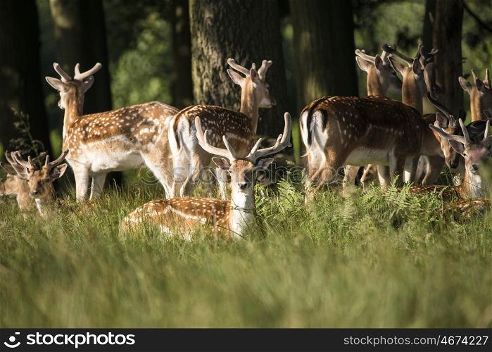 Group of young Fallow Deer stags and bucks in countryside landscape