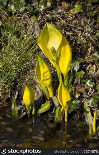 Group of young Lysichiton americanus plants, Skunk cabbage, near the water in springtime