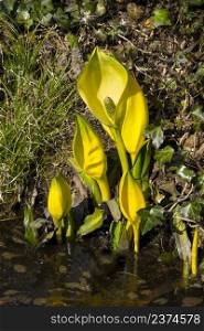 Group of young Lysichiton americanus plants, Skunk cabbage, near the water in springtime
