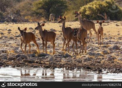 Group of young male and female Kudu Antelope at a waterhole in Etosha National Park in Namibia, Africa.