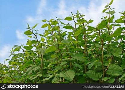 Group of young plants against a blue sky with clouds