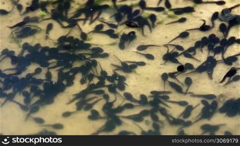 Group of young tadpoles