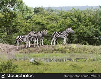 group of zebras at the water south africa national park