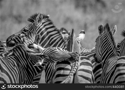 Group of Zebras bonding in black and white in the Chobe National Park, Botswana.