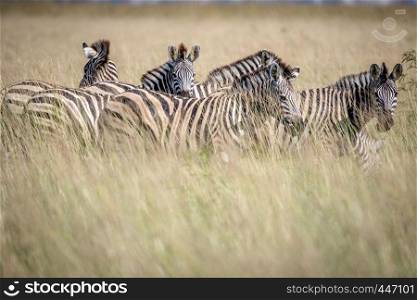 Group of Zebras standing in the high grass in the Chobe National Park, Botswana.